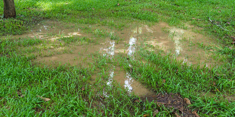 How to Tell if You Need Drain Field Repair